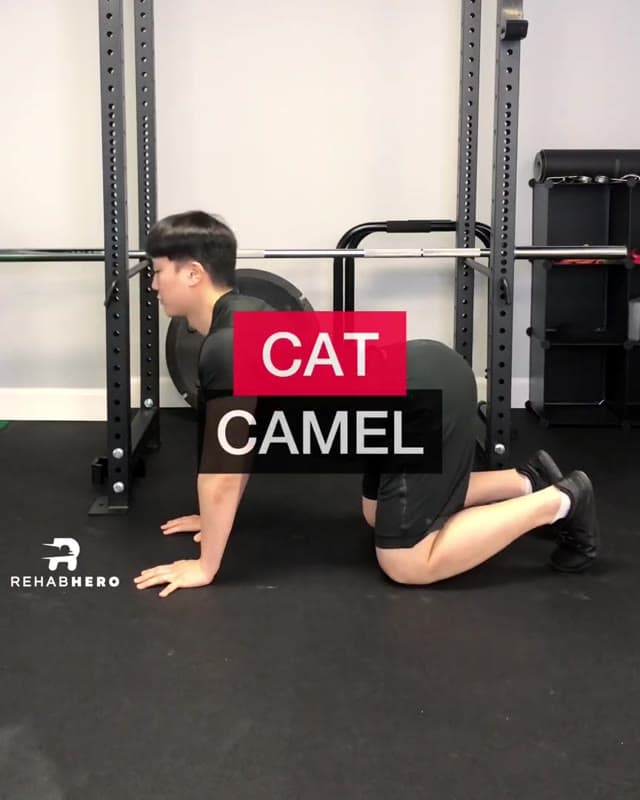 Acute Back Pain Exercise - Cat Camel