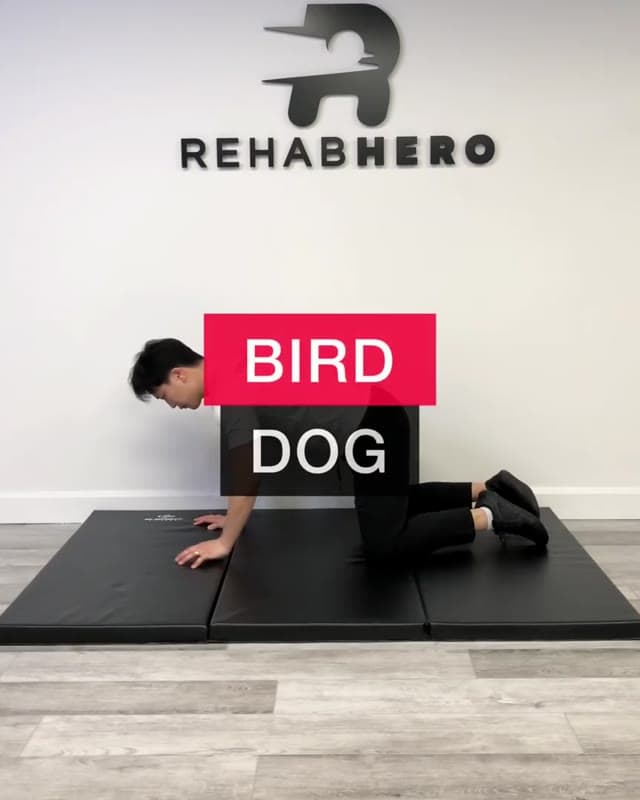 Bird Dog - core strengthening exercise for beginners